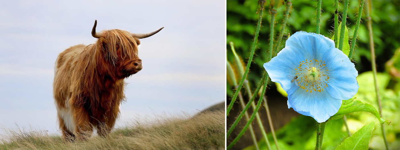 Split image. Left: a shaggy Highland cow with long horns standing on grassy hills against a cloudy sky. Right: a close-up of a Himalayan blue poppy flower with delicate petals and a small insect on one petal.